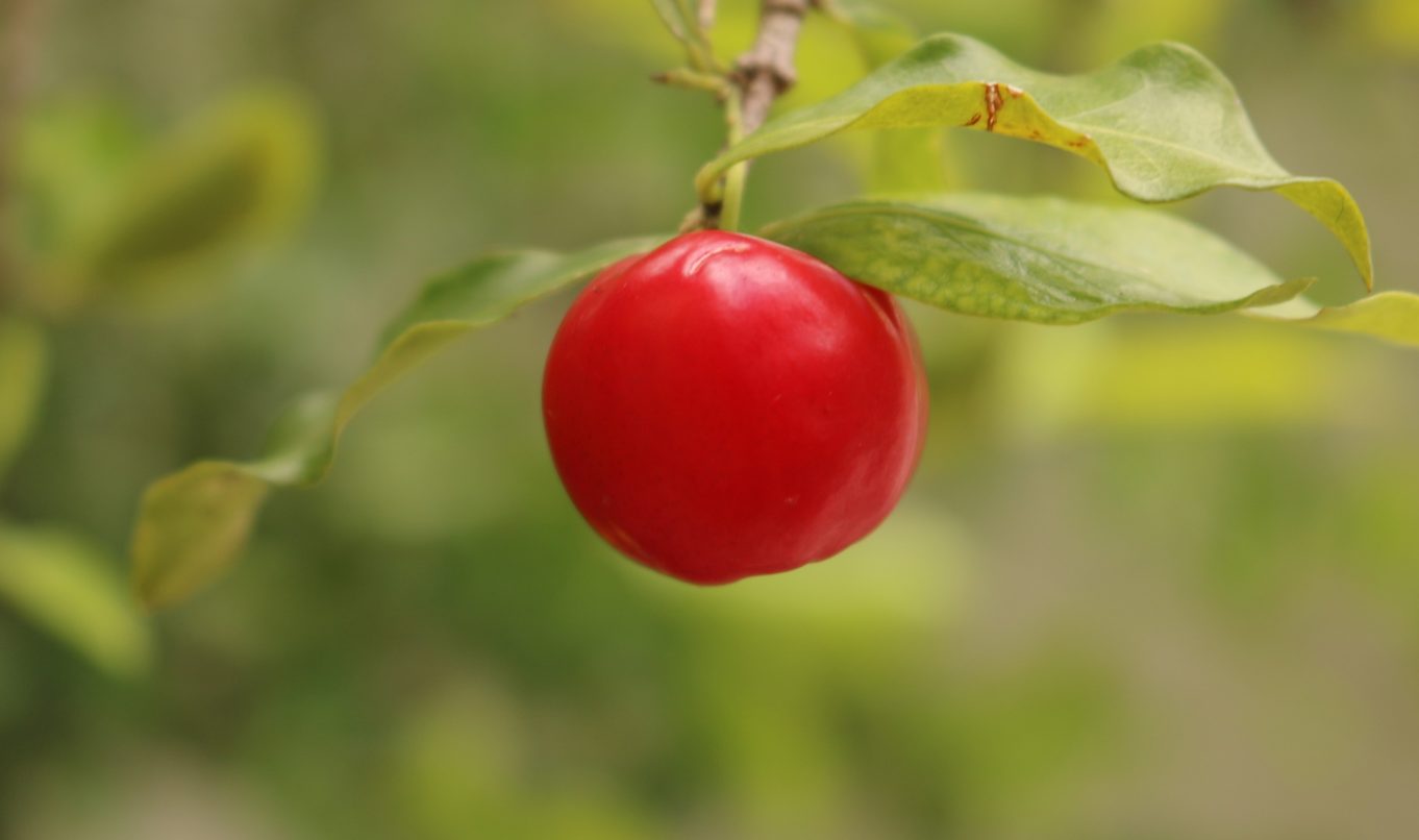 Acerola Ulmf